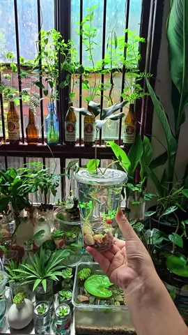 Tái chế cốc nhựa và chai thuỷ tinh thành bể thuỷ sinh nuôi cá. Cực kìa đơn giản lại đẹp và ý nghĩa. #yeunha #yeunhathichan #trongcay #bancong #recycle 