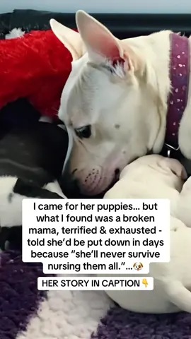 She was shaking in the far corner of her kennel, lying on cold cement. Defeated. Forgotten 🥺 She'd given birth under a porch and was left behind. So many fragile puppies clung to her, but the staff had already written her off: 