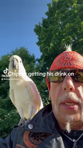 Birds in the wild are always drinking, fermented, grapes, and such. BTW… alcohol is poisonous for us too. 
