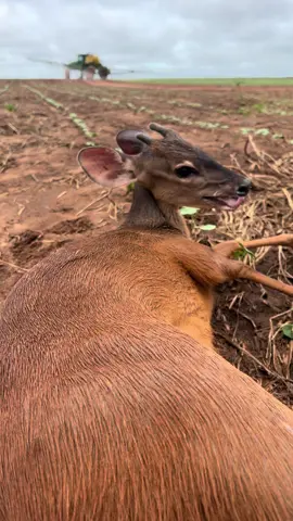 Achei esse filhote de servo, tava meio adoentado. Dei água a ele e foi embora . #natureza #veado #jhondeere 
