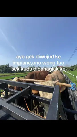 #peternakmuda #peternaksapiindonesia #kulisapi #tukangngarit #belantikmuda #peternakmillenial #bahanswmu #perintis #pewaris #bahanstory #calonbossmuda #bismillahfyp #fyp #fyp #bosmuda #masukberanda #sapi 