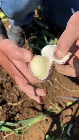 Black Garlic makanan herbal alami yang tinggi akan antioksidan yang sangat penting untuk tubuh kamu #blackgarlic #bawanghitamtung #alamme 