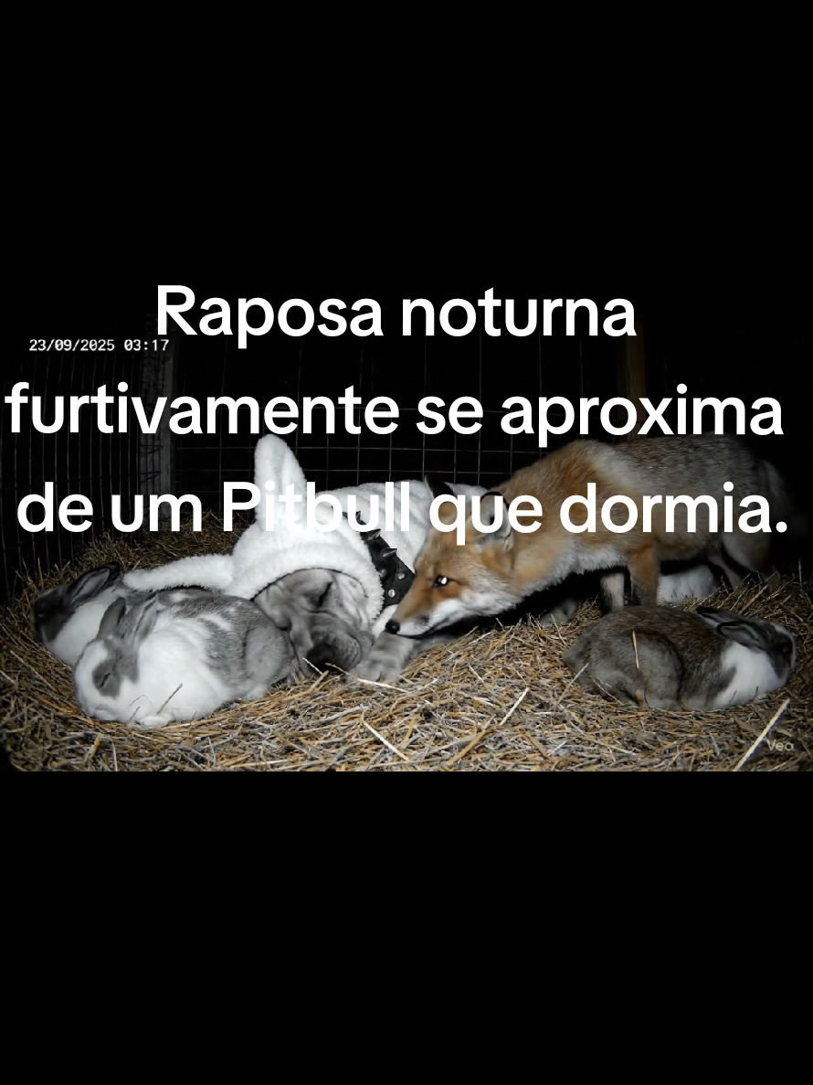 Uma Raposa noturna furtivamente se aproxima de uma fazenda de coelhos da Turquia, onde um Pitbull dormia.#fox #pitbull #apbt #nightvision #rabbits @Kangal Turco 