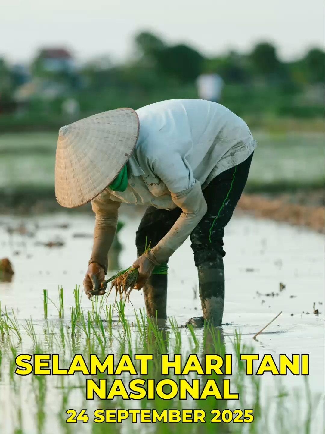 Selamat Hari Tani Nasional! Hari ini kita merayakan para petani, pahlawan sejati yang dengan tangan mereka menanam harapan dan memetik kehidupan bagi negeri. Terima kasih atas kerja keras, kesabaran, dan dedikasi kalian yang tiada henti. Semoga kesejahteraan petani Indonesia terus meningkat dan pertanian semakin maju menuju Indonesia Emas 2045. #petani #pertanianmaju #petanisejahtera #swasembadapangannasional #kementerianpertanian