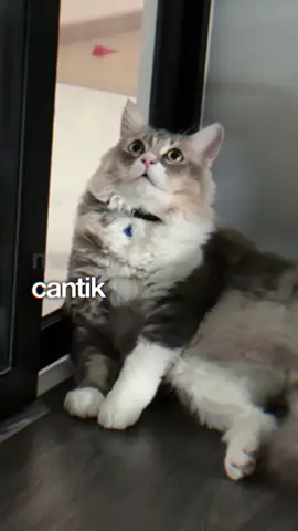 Kici kici gemoy 🐈‍⬛ 🐱 #CapCut #kicikicinona #catlover #kucinggemoy #kucing 