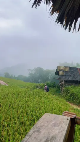 #binhminhhomestay #dulichhoangsuphi #namhong 