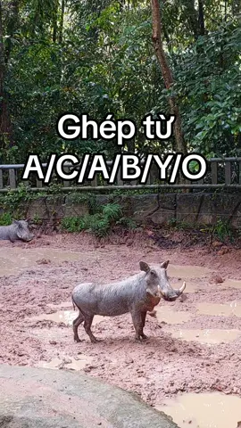 ghép từ#VinWonders, #GreenCreator, #dulich #jrslbym#viraltiktok 
