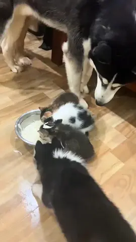 animals friends 🥰🥰 #pet #cat #dog #cute #animals #foryou #typ