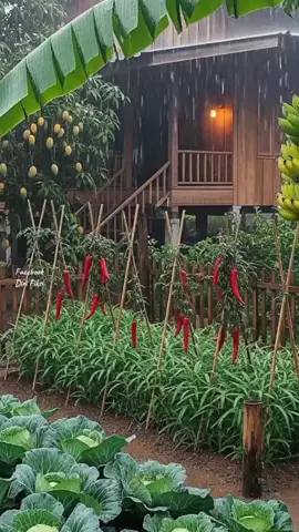 Hujan Rileksasi  #hujan #rain #rainday #suarahujan #hujan🌧️ 