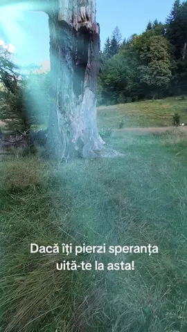 #romania🇷🇴 #foryoupag #viral #creatorsearchinsights #nature 