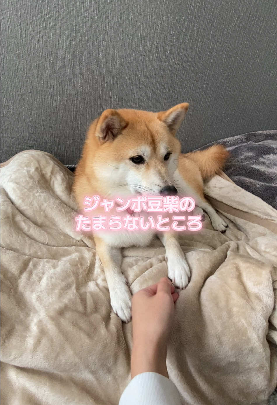 可愛すぎて困らせたくなっちゃうのよ🥹🥹ごめんね #ジャンボ豆柴 #豆柴 #柴犬 
