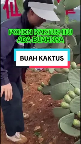 Yah benar bahwa kaktus itu ada buahnya, rasa nya seperti rasa buah naga,, tetapi kulit buahnya ada duri halus nya, kalau tidak hati hati saat mengambilnya bisa tertusuk durinya 