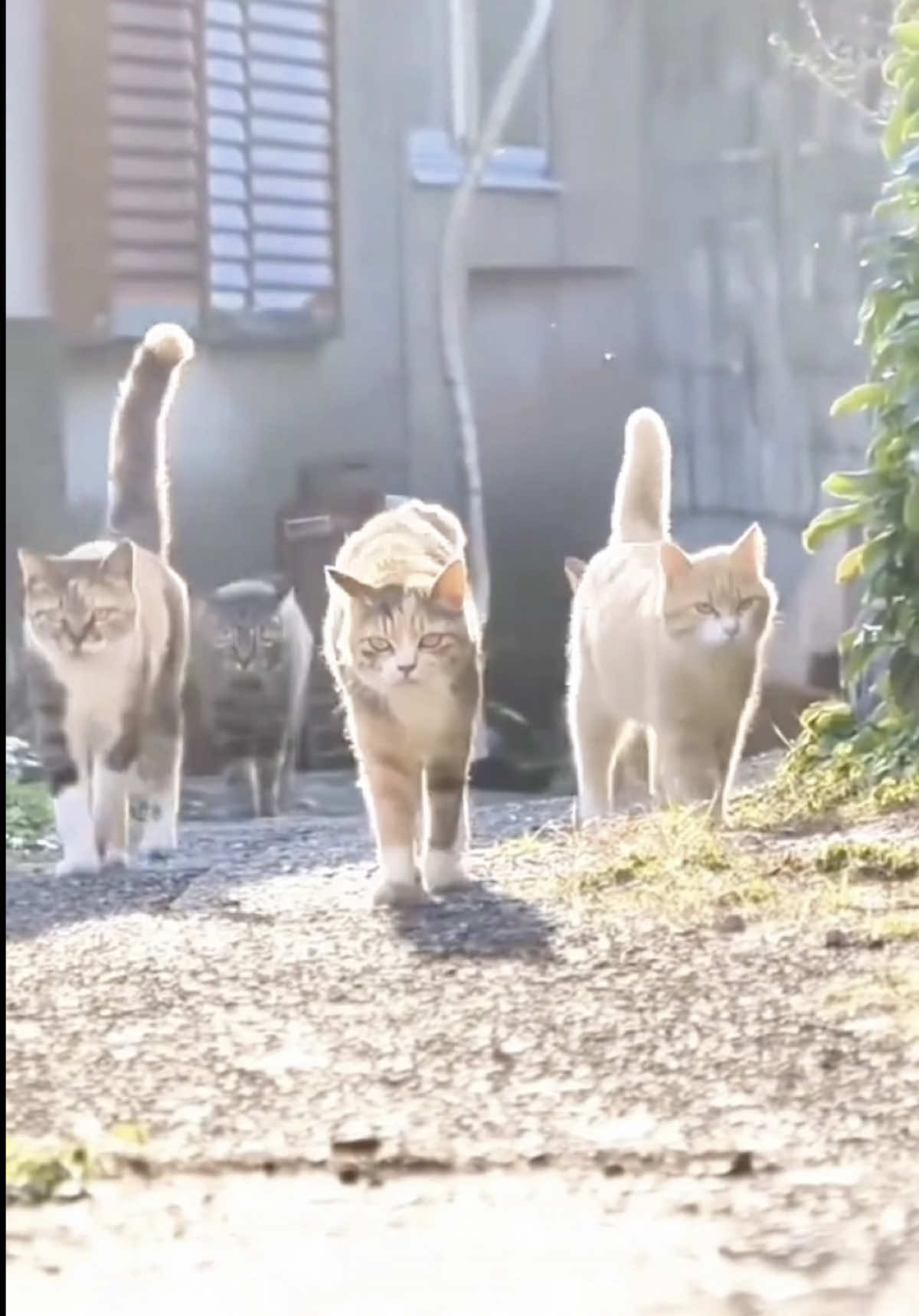 Cats😎🐱 #cat #animals #pet #interesting 