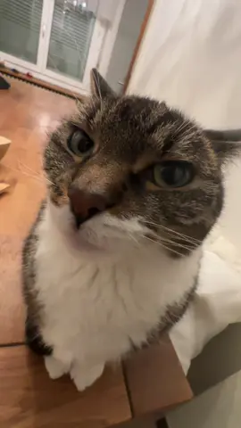Follow @PrettyCatKiss_Daily for more content! 😸  ---  Day 170 - Loading up silly Videos of my Cat kissing you 🤝  --- #usa #europe #cat #funny #moments