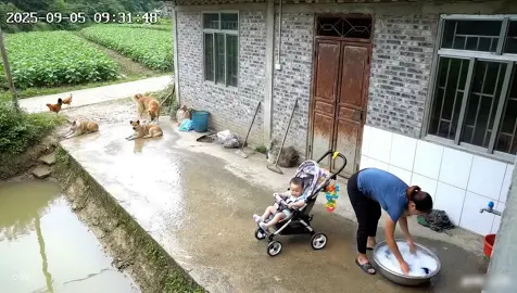 Looks the dog save the baby!  #dogsoftiktok 