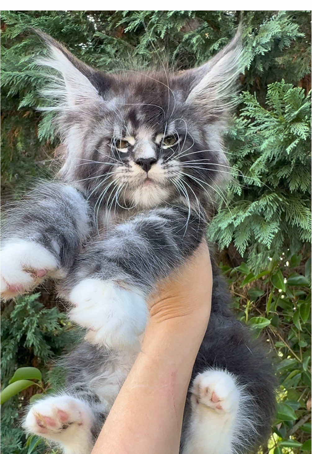Akil, Akilébeau mon bébé 🥰💚 2 mois 💚 #forever #mainecooncat #mainecoonsoftiktok #mainecoonkitten #foryoupage❤️❤️ 