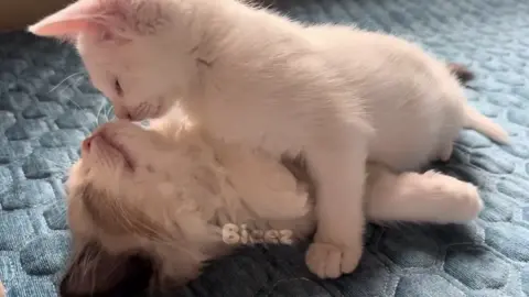 #catlover #fyp 