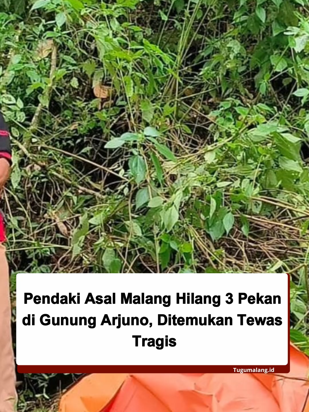 Gunung Arjuno kembali menyimpan kisah pilu. Seorang pendaki yang hilang tiga pekan lalu, akhirnya ditemukan… namun dalam kondisi tak bernyawa. Pencarian Aji Santoso (42), pendaki asal Malang yang dilaporkan hilang sejak akhir Agustus 2025, berakhir dengan duka mendalam. Ia ditemukan sudah meninggal dunia di sebuah jurang curam kawasan Gunung Arjuno, pada Sabtu (20/9/2025). Penemuan bermula ketika seorang petani di Desa Tambaksari, Kecamatan Purwodadi, Kabupaten Pasuruan, mendapati sosok jasad manusia di jurang. Kondisinya mengenaskan, tubuh sudah membusuk hingga sulit dikenali. Diduga, korban menempuh jalur pendakian tidak resmi. Sebab, ia tidak tercatat melalui pos pendakian setempat. Kapolsek Purwodadi, Iptu Sugiardi Prihanto, menjelaskan lokasi ditemukannya korban berada di medan ekstrem dengan kemiringan hampir 90 derajat. Jenazah terletak sekitar 200 meter dari jalur pendakian Kali Glendang, tepatnya di hutan Watu Kursi, Dusun Gunung Malang. Gunung Arjuno, dengan segala keindahannya, lagi-lagi menjadi saksi bisu. Dari puncak yang menawan, kini tersisa kisah tragis seorang pendaki yang tak pernah kembali. 🎥/kompas.com baca berita selengkapnya di tugu malang id #fyp#arjuno3339mdpl#berandatiktok #tugumalangid #berandatiktok #gunungarjuno