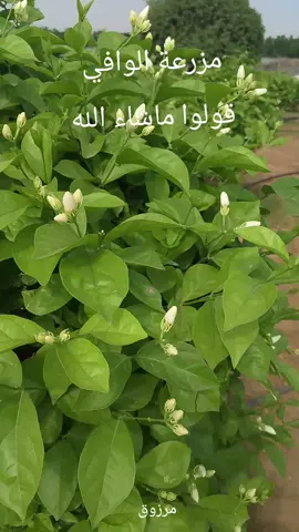 #تهامه #فل #بلدي  #تصويري📷 