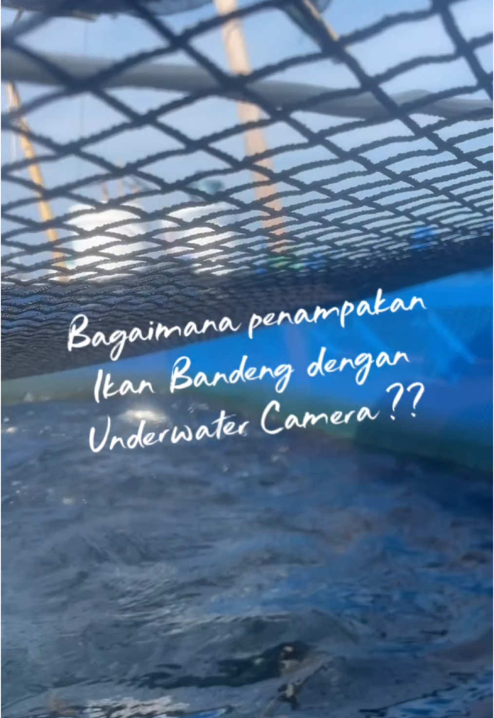 Inilah penampakan ikan bandeng di KJA laut dengan underwater camera, dan suara aslinya #aquaculture #ikanbandeng #milkfish #perikanan #eduparkseafarming #trending #underwater #fypシ゚ 