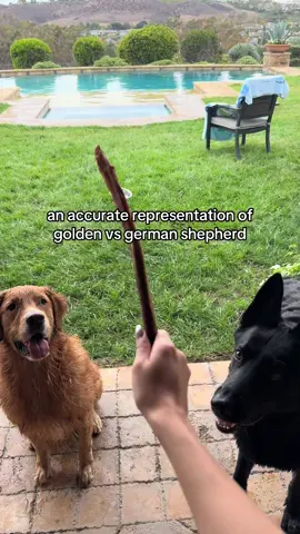 AND WE LOVE THEM BOTH❤️ #golden #goldenretriever #viral #puppy #dogsoftiktok 