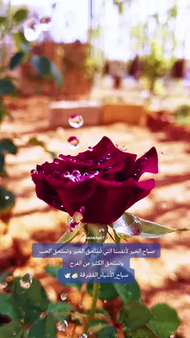 صباحكم ورد 🌹#تصويري #في هذا اليوم #في هذا اليوم #في هذا اليوم 