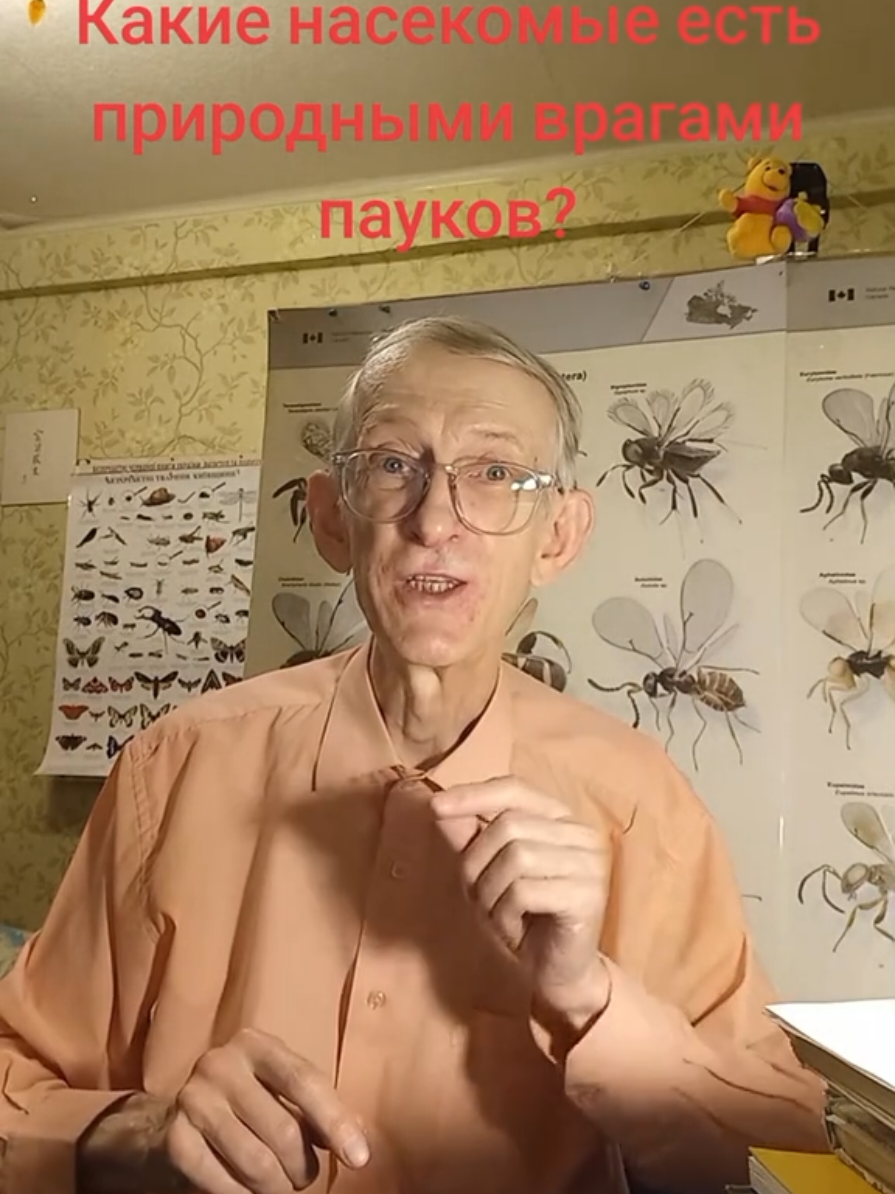 ЭНТОМОЛОГ ВИКТОР ФУРСОВ РАССКАЗЫВАЕТ ПРО ПРИРОДНЫХ ВРАГОВ ПАУКОВ, ХИЩНЫХ ОС ПОМПИЛИД И СФЕЦИД, ПРО ЯЙЦЕЕДОВ БЕУСОВ И ПАРАЗИТОИДОВ ИХНЕВМОНИД И МАНТИСПИД. 24 sept 2025 Kyiv Ukraine #пауки #энтомология #насекомые #паразит #энтомолог 