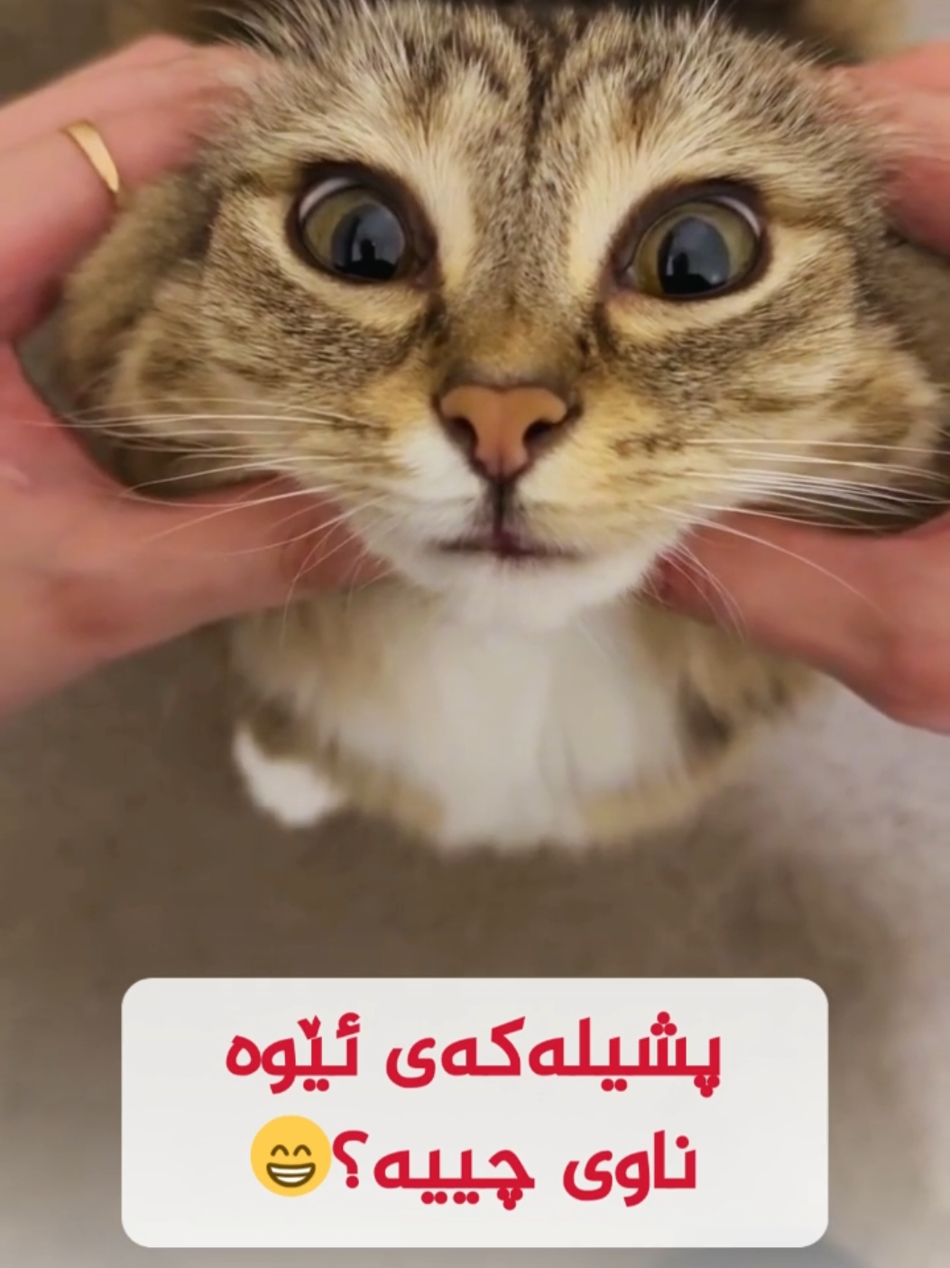 تا پشیلە نەبینی نازانی چەند زمان دەزانیت، یەکێک لەو زمانانەی دەیزانیت 😂 #cat #travel #viral #پارسا #highlights 