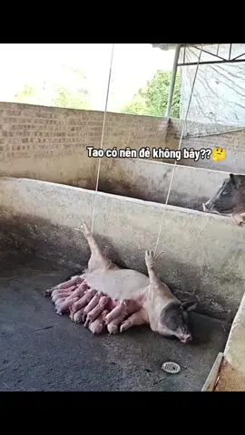 Bà hóng chuyện kiểu 😂😂😂#khoanhkhacdangyeu #petcute #heo 
