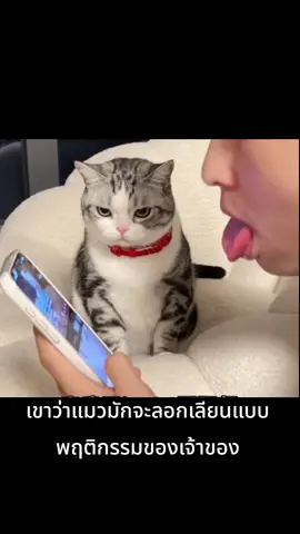 😛แฮร่!! #แมว #ตลก #น่ารัก 