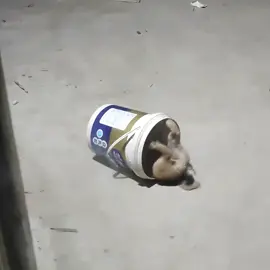 #funny #cute #animals 