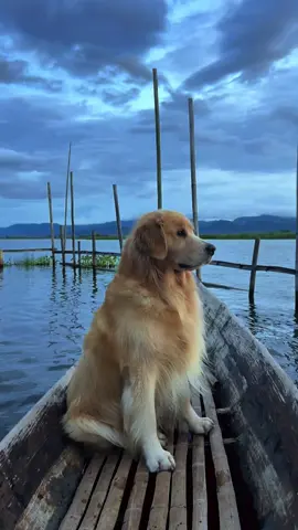 ကံဆိုးမိုးမှောင်ကျတဲ့အခါ😢 #fyp #dog #pet #myanmartiktok🇲🇲🇲🇲 #ရောက်ချင်တဲ့နေရာရောက်👌 