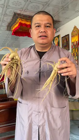 Sâm Tươi Mọi Người Nhận Được nhớ rủa sạch chưa sử dụng cất ngăn mát ạ. Giới Thiệu Sâm Bố Chính trồng tại Thái Nguyên #thichkhaiquang #chuathachlong #thiendzitaytang #mangot #tibet 