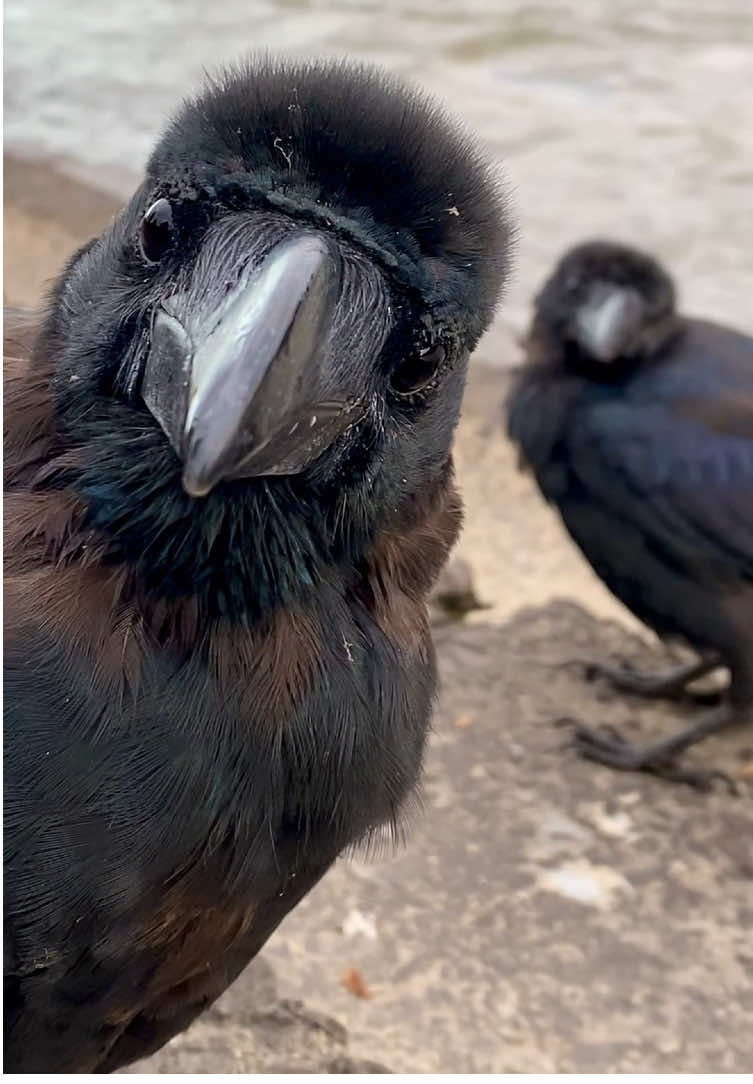 Crow days are never dull—always playful and bright 🖤🐦‍⬛ Let’s carry that joy into our lives 😊 #rakasuthecrow #crowtok  #crow #crowlovers #カラス 