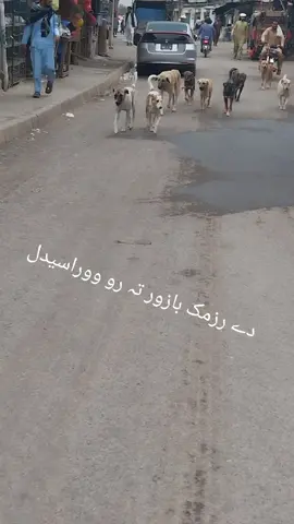#tiktok #freefalasten #viralvideo @Rokh niaz @Feryadee Wazir @𝐒𝐇𝐀𝐑𝐀𝐅𝐀𝐓 𝔀𝓪𝔃𝓲𝓻 