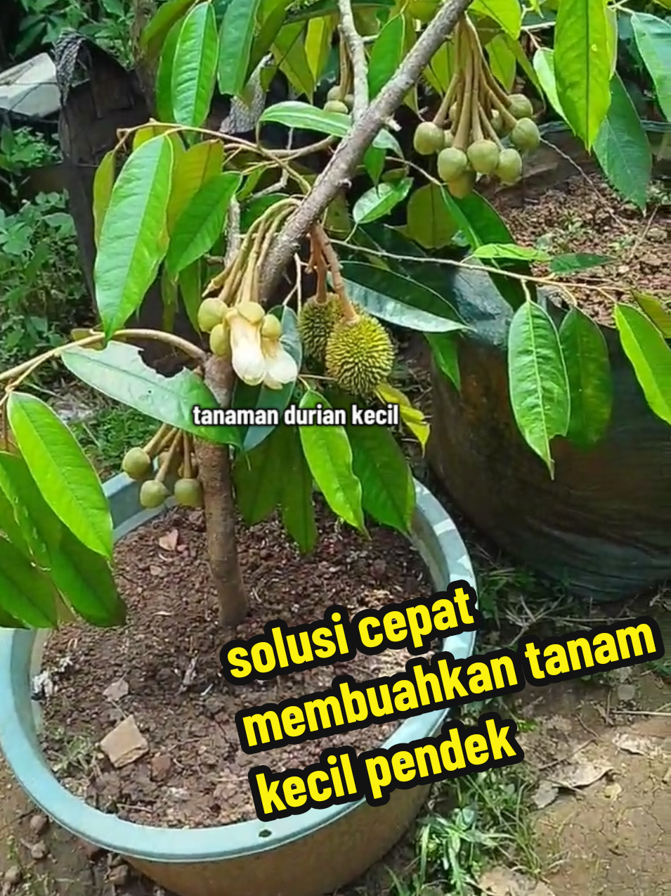 cara cepat memaksa durian cepat berbuah lebat#pupuk#boosterdurian#pelebatbuah 