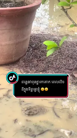 ជន្លេនវាពូនគ្នារកគោក ពេលលិចដីក្នុងផ្ទះខ្ញុំ អ្នកស្ទូចត្រីត្រូវចិត្តម៉ង 😩😩 #earthworm #worm #fishing #cambodia🇰🇭 #siemreap 