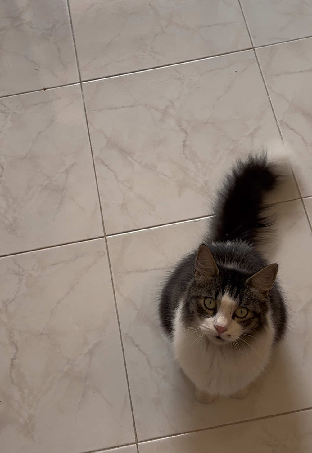 Cosa non si fa per il prosciutto.  #gatto #cat #catlover #gattiditiktok 