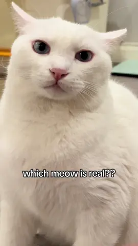 which meow is real? #กิมตุ้งแมวขาววว 