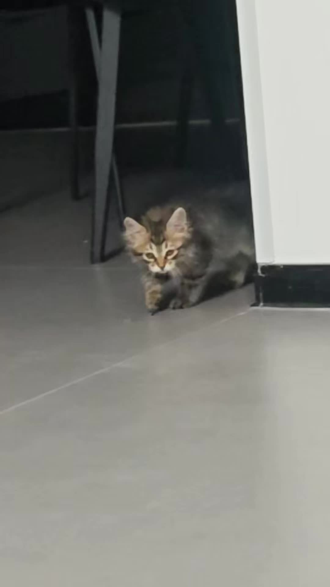 Xiao Hu wants everyone's likes and attention. #kitty #attention #Like