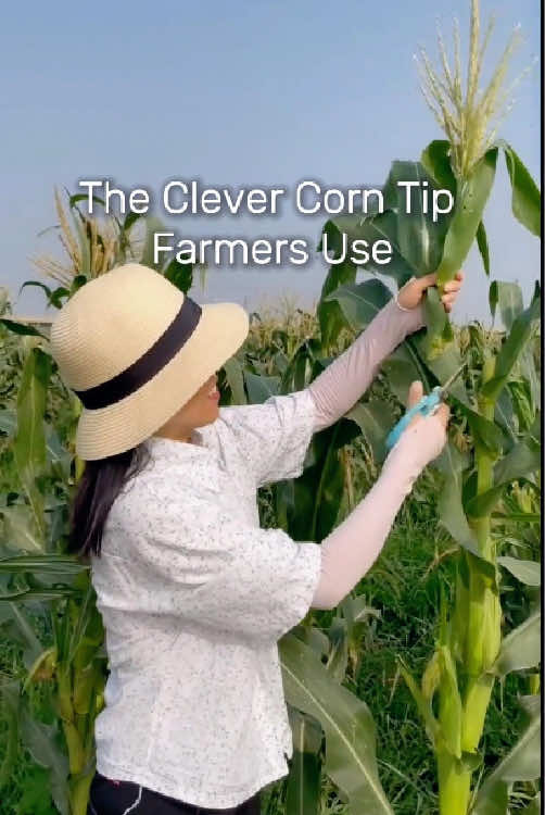 The Clever Corn Tip Farmers Use #CornFarming #AgricultureTips #SmartFarming #CropYield #FarmHacks    