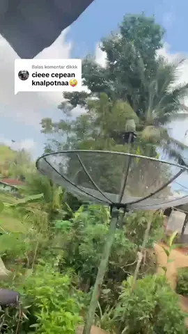 Membalas @dikkk  pilih mau nyenggol yang mna dulu a🥱 #xxknjt #tasik24jam🦈 