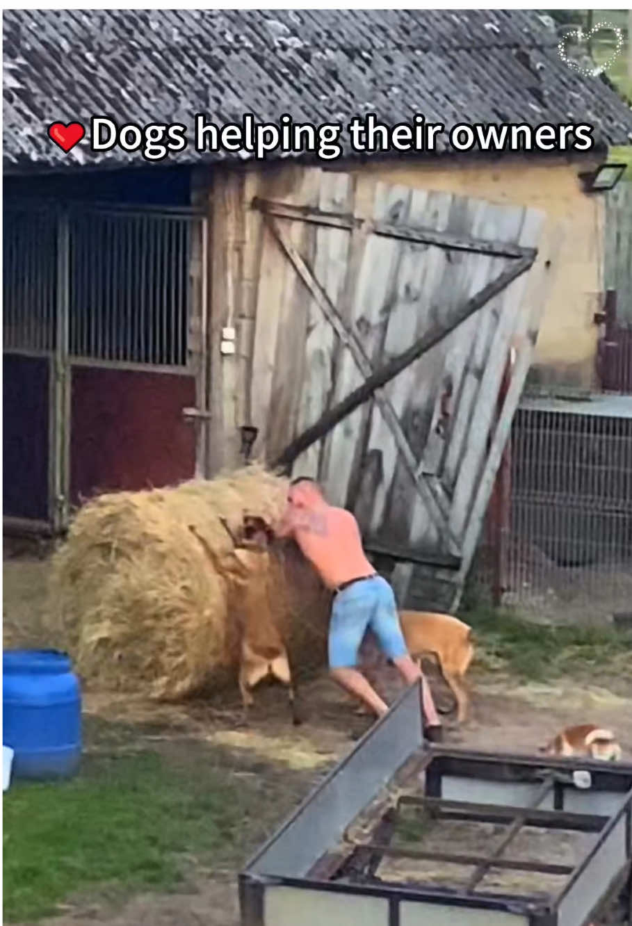 Dogs helping their owners 🥹#fyp #dog #tiktok #help #owner 