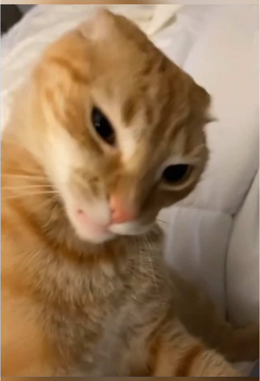 My cat is a bully 👹🤣🤣 #foryou #cat #fyp #catsoftiktok #funnyvideos #foryoupage #petlover 