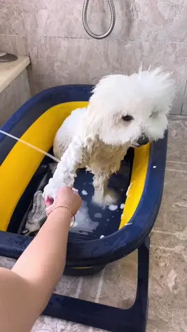 Super foamy, super easy, super clean!#dogbath #doggrooming #dogspa #soapdispenser 