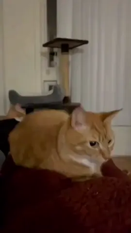 😹😹 #meme #cat #xh #catsoftiktok #sontungmtp 