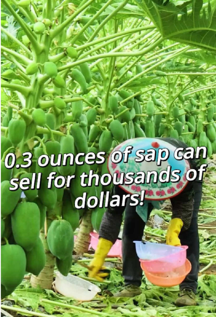 TheBillion-DollarSecretLurkingInsidePapayas!#fyp#LearnOnTikTok#delicious#foryou#usa🇺🇸 