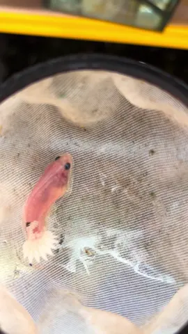 White Star #subangjaya #subangjayacoolbbetta #bettafish #ikanlagamalaysia #whitestar 
