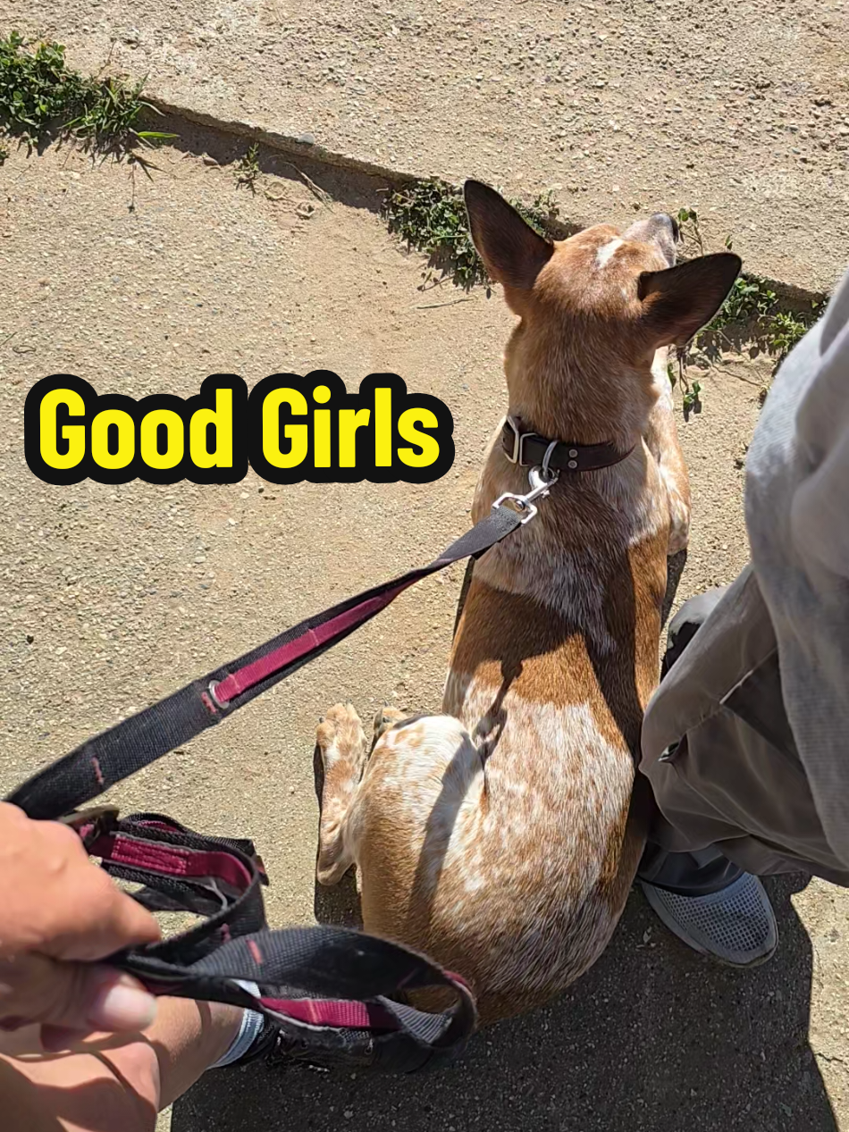 There was so much going on, lots of noises, people and other dogs...and these two did amazing! #GarnoHomestead #redheeler #cattledog #dogsoftiktok #dogtok @Garno Homestead LLC 