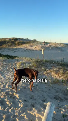 Preciso morar aqui  #cachorro #doberman #nero